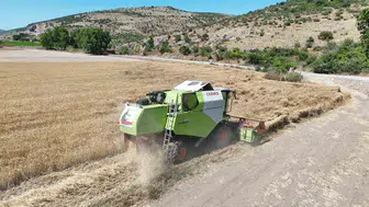 Balıkesir'de yerli buğday Altındane için ilk hasat yapıldı