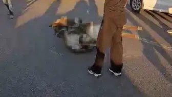 Bingöl’de yola çıkan eşek sürücünün kabusu oldu