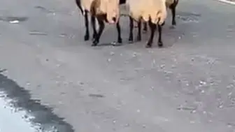 Siirt’te rögar suyunu içen 32 hayvan telef oldu