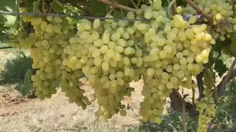 Alaşehirli çiftçiye zirai ilaç uyarısı