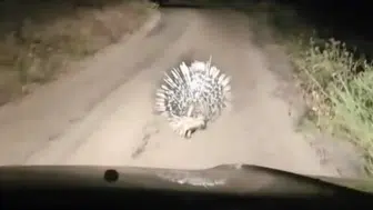 Elazığ’da gece yolculuğunda nadir karşılaşma