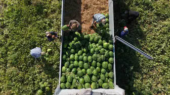 Aydın karpuzunda hasat telaşı Tarlada sıra bekliyorlar