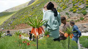 Şırnak Seriro Yaylası doğaseverleri eşsiz ters lalelerle buluşturdu