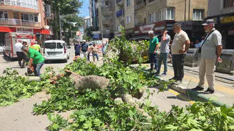 Bursa'da tarihi çınar ağacı yola devrildi