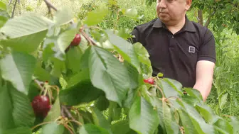 Akşehir kirazında yüzler gülüyor