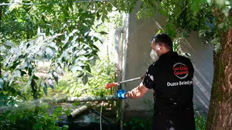 Düzce'de Asya Kaplanı alarmı Sineklerle mücadele nasıl yürütülüyor?
