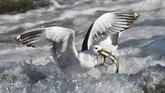 Van Gölü’nde martıların inci kefali ziyafeti