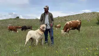 Kangallar domuz sürüsünü zekasıyla araziden uzaklaştırdı