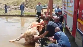 Muşta çamura saplanan inek itfaiye ekiplerince kurtarıldı