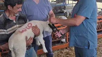 Bozdoğan’da kuzu sürülerine sıkı takip başladı