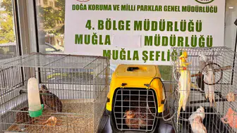 Muğla’daki gizli depoda kaçak egzotik hayvan operasyonu