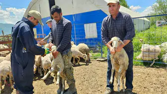 Afyon’da küçükbaş hayvanlar için yeni sağlık taraması başladı