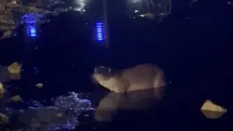 Yeniçağa Gölü’nde gece vakti sürpriz ziyaretçi