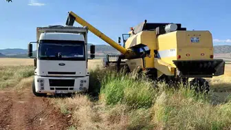 Araban Ovası’nda ilk arpa hasadı yapıldı