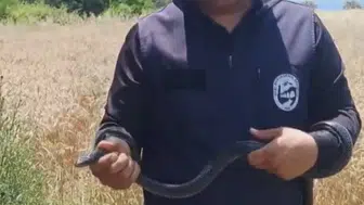 Hataylı Yılancı Kemal evdeki dev karayılanı eliyle yakaladı