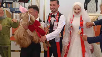 Trabzon’daki düğünde damada keçi hediye ettiler