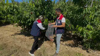 Söke’de kiraz üretimi için sağlık taraması başladı