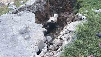 Akçakale'de foseptik kuyusuna düşen inek kurtarıldı