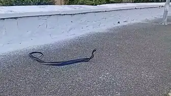 Aydın sokaklarında yılanların çiftleşme dansı şaşkınlık yarattı