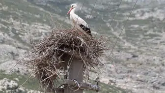 Aydınlı leylekler için elektrik direğine özel yuva yapıldı