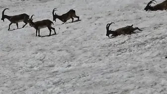 Tunceli dağlarında yaban hayatı karla kaplı arazide bir araya geldi