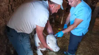 Elazığ Ağın’da hayvan sağlığı için sahaya inildi