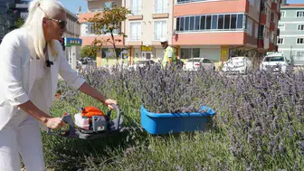 Bilecik’in lavanta projesi dünya devlerini geride bıraktı