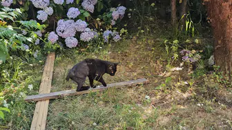 Zonguldak'ta öğretmenlerin örnek duyarlılığı Yaralı kediyi hayata döndürdüler