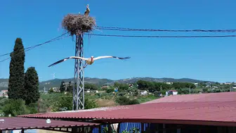 Kuşadası leyleklerin yeni yuvası oldu