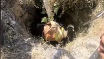 Osmaniye’de kuyuya düşen buzağıyı itfaiye ekipleri çıkardı