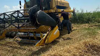 Köşk çiftçisi için hasat dönemi başladı Biçerdöverlere yakın takip