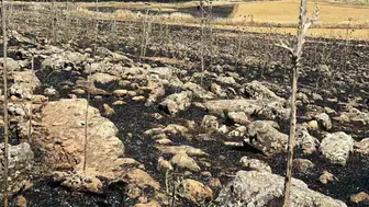 Çınar’daki dev yangın çiftçinin emeğini bir anda yok etti