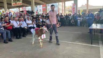 Sultandağı’nda en güzel buzağı belli oldu