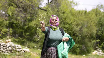 Mersin Gülnar topraklarında atalık nohut dönemi yeniden başladı