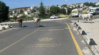 Tekirdağ Bahçelievler sakinleri başıboş atlar yüzünden sokağa çıkmaya korkuyor