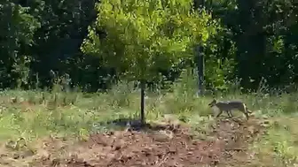 Malatya’da bahçedeki kurtla çiftçinin gergin karşılaşması