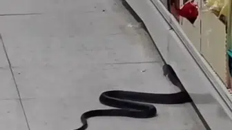 Andırın'da market rafında yılan paniği