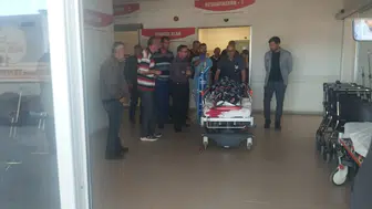 Sivas'ta çobanı ayıdan kangal köpekleri kurtardı