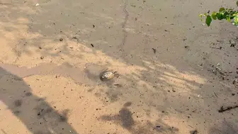 Osmaniye'de minik bir dostun zor anları