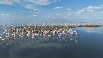 Tuz Gölü flamingo nüfusunda büyük artış yaşanıyor