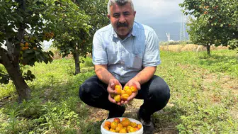 Osmaniyeli çiftçinin kayısı kazancı yüz güldürüyor