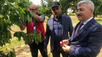 Akşehir kirazında yeni sezon öncesi kritik saha denetimi