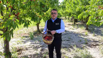 Bilecik kirazında hasat zamanı başladı