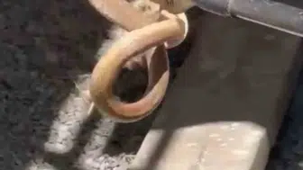 Iğdır’da bir evin mutfağında yılan sürprizi
