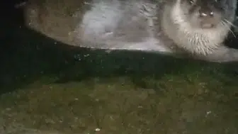 Giresun limanında beklenmedik misafirler