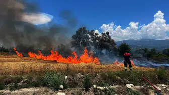Ortaca'da limon bahçesinde elektrik paniği