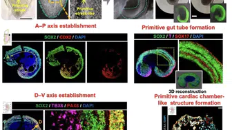 Bilim dünyasında devrim Laboratuvarda insan organları filizleniyor