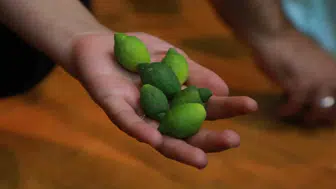 Arsuzlu narenciye üreticileri verimi artırmak için bir araya geldi