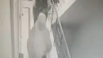 Eyüpsultan'da yaşlı kadını sahte operasyon yalanıyla dolandıran 3 kişi tutuklandı