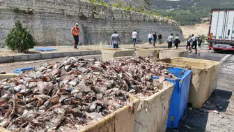 Mersin yolunda kaza sonucu 15 ton balık atığı yola saçıldı